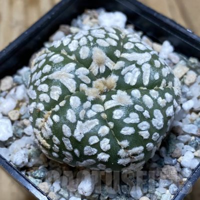 SH20154 Astrophytum asterias ‘Super Kabuto Star Shape’