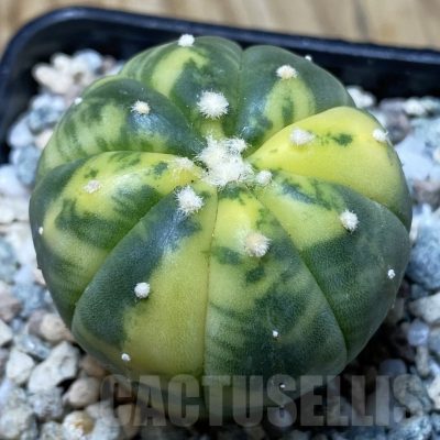 SH20166 Astrophytum asterias f. variegata