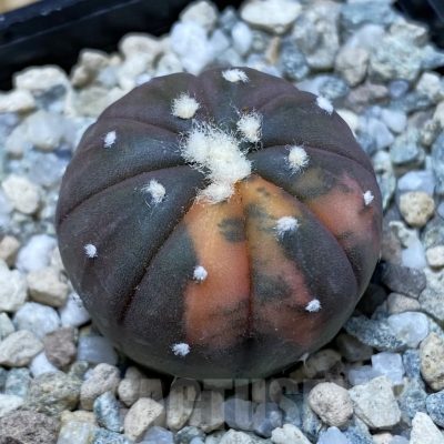 SH20168 Astrophytum asterias ‘Red Purple Skin’ f. variegata