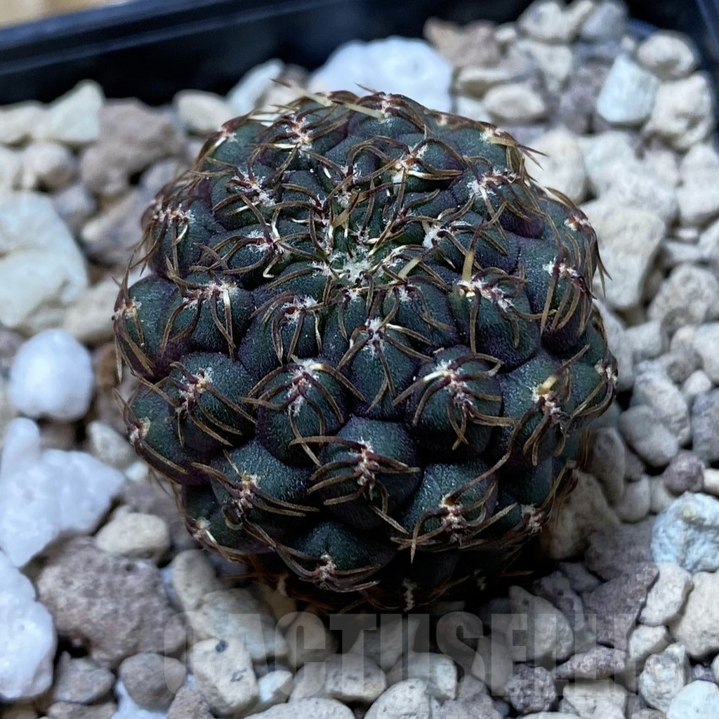 SH20307 Sulcorebutia callichroma HS 078