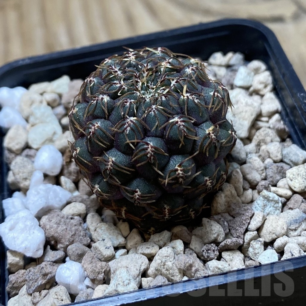 SH20307 Sulcorebutia callichroma HS 078 - Image 2