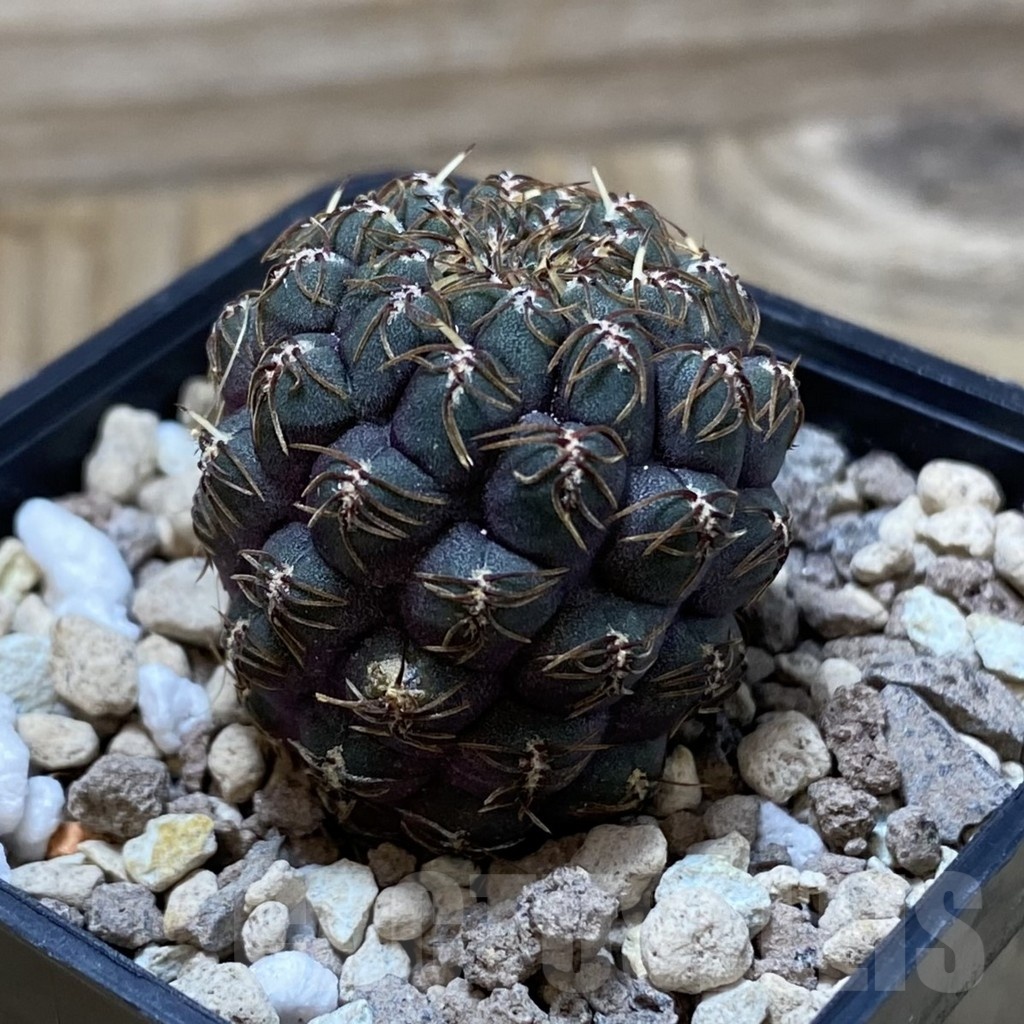 SH20308 Sulcorebutia callichroma HS 078 - Image 2