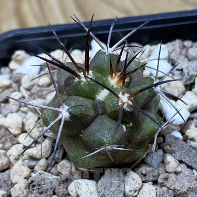 SH20313 Copiapoa coquimbana v. alticostata GCG 15344