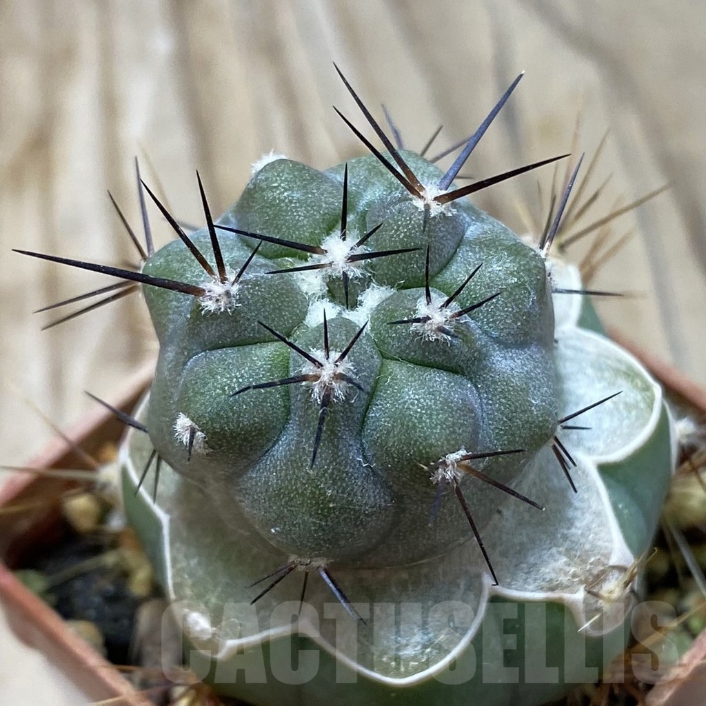 SH20322 Copiapoa cinerea JN 2048 , grafted