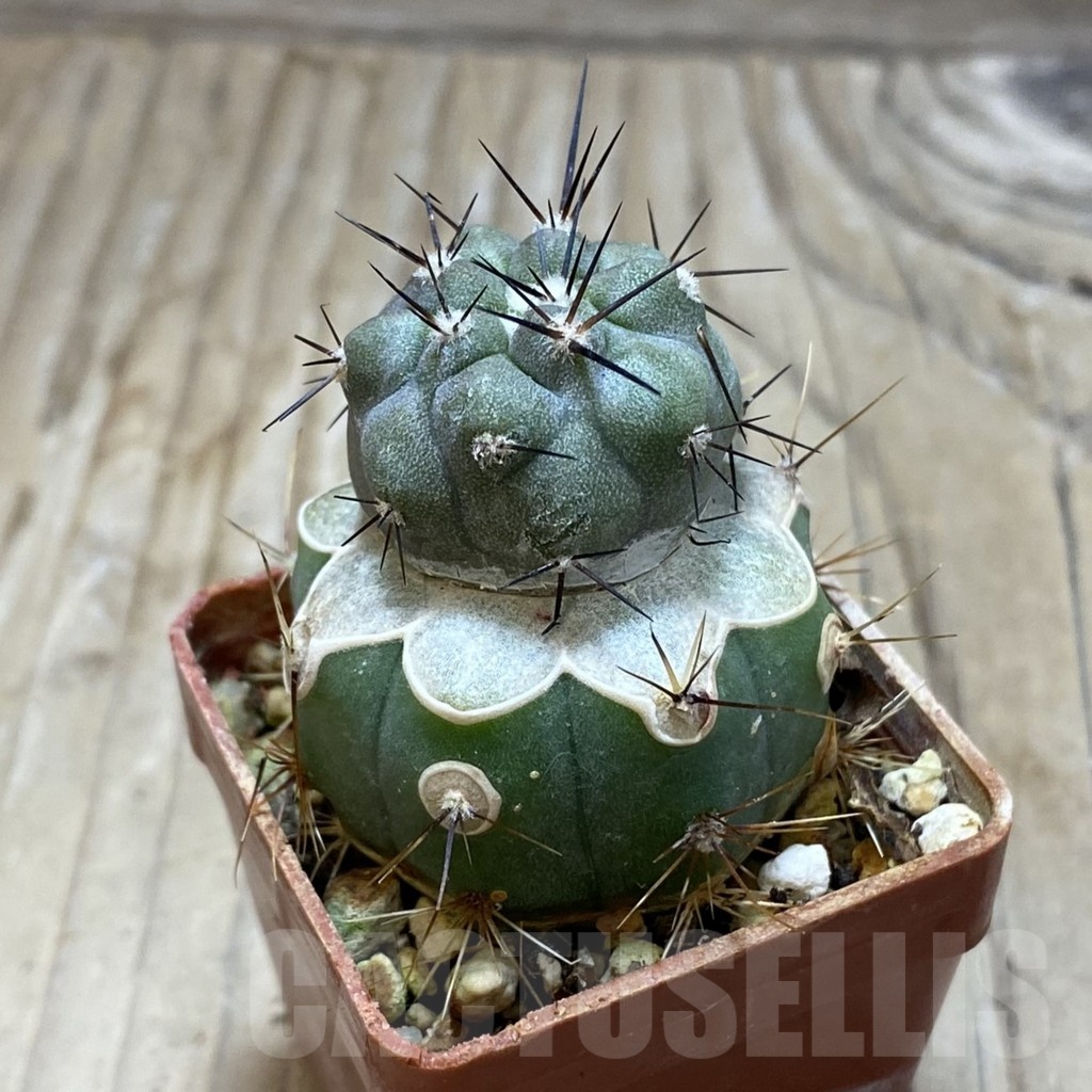 SH20322 Copiapoa cinerea JN 2048 , grafted - Image 2