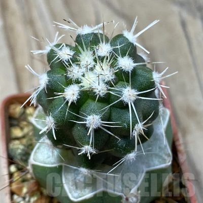 SH20326 Copiapoa chaniaralensis PHA 2459, grafted