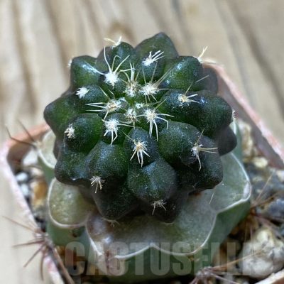 SH20327 Copiapoa chaniaralensis PHA 2459, grafted