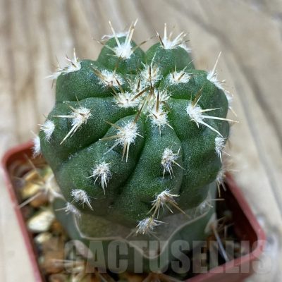 SH20329 Copiapoa chaniaralensis PHA 2459, grafted