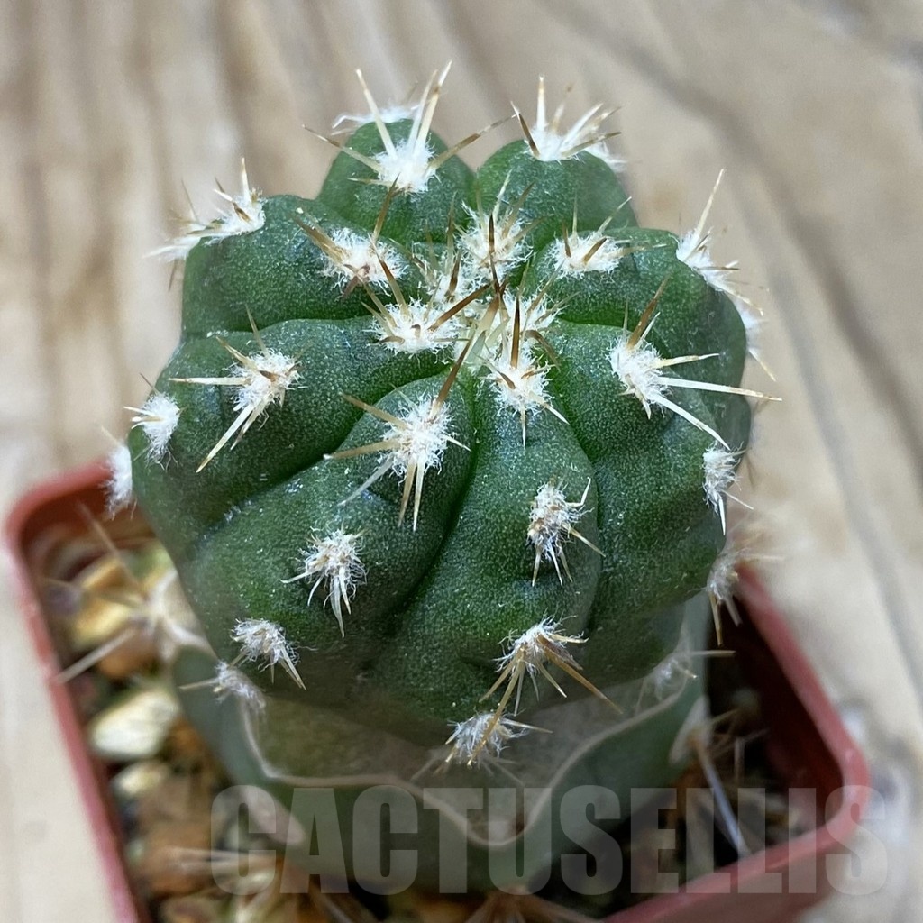 SH20329 Copiapoa chaniaralensis PHA 2459, grafted