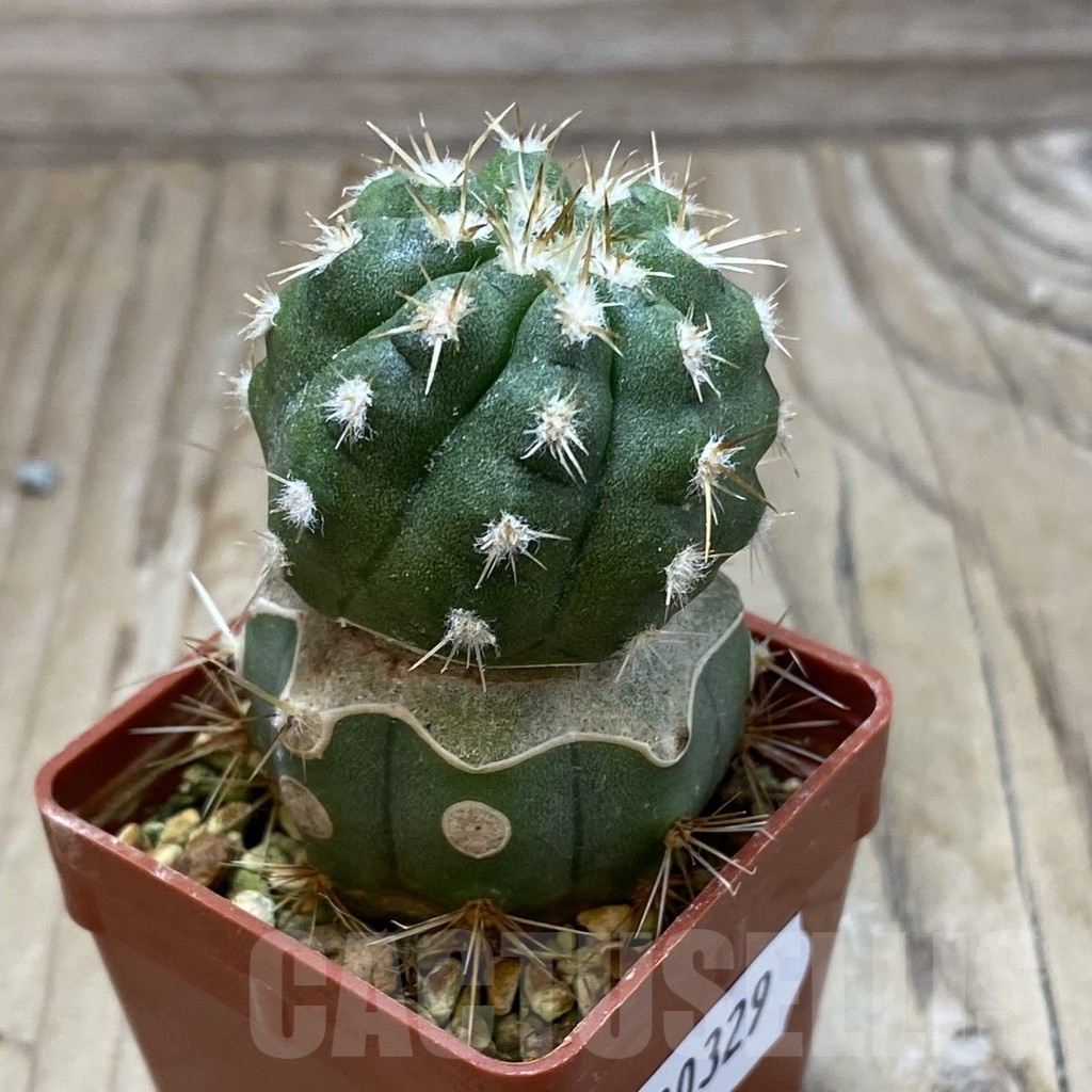 SH20329 Copiapoa chaniaralensis PHA 2459, grafted - Image 2