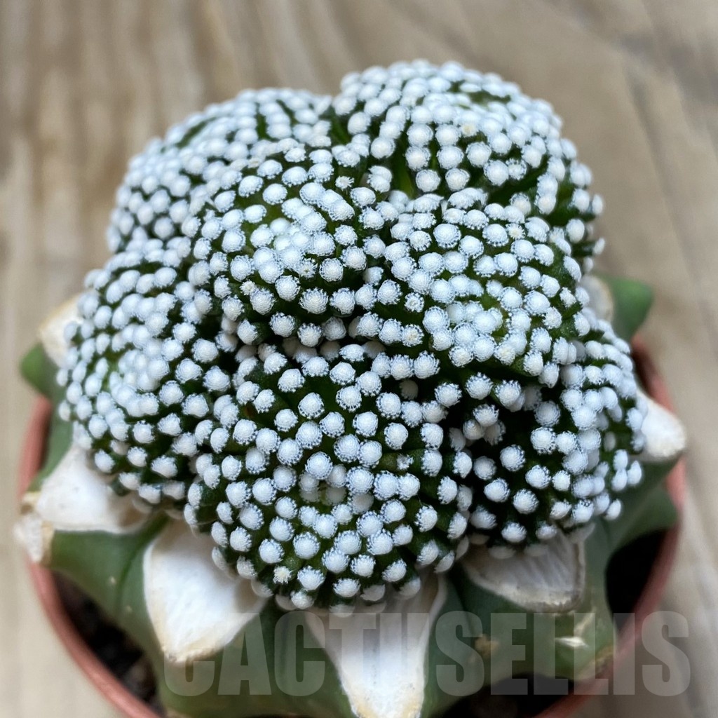 SH20280 Mammillaria luethy, grafted