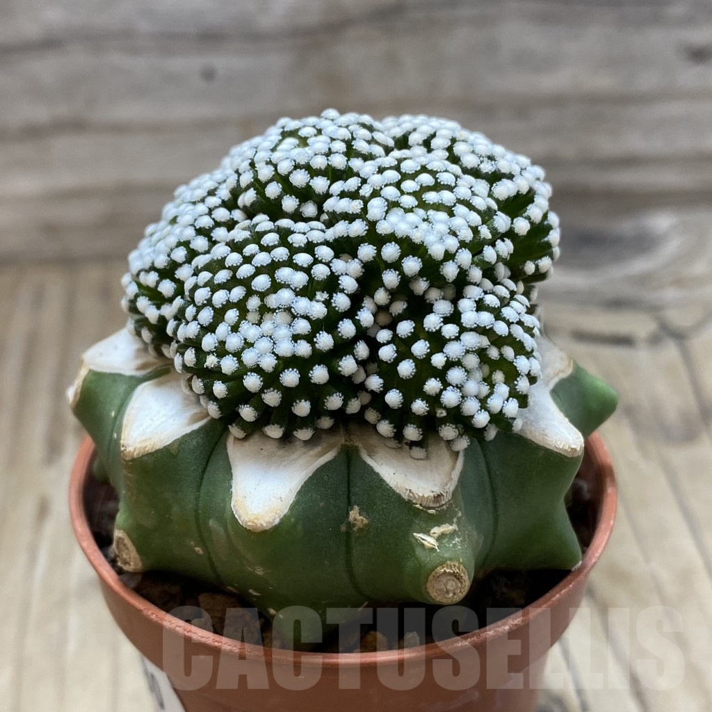SH20280 Mammillaria luethy, grafted - Image 2