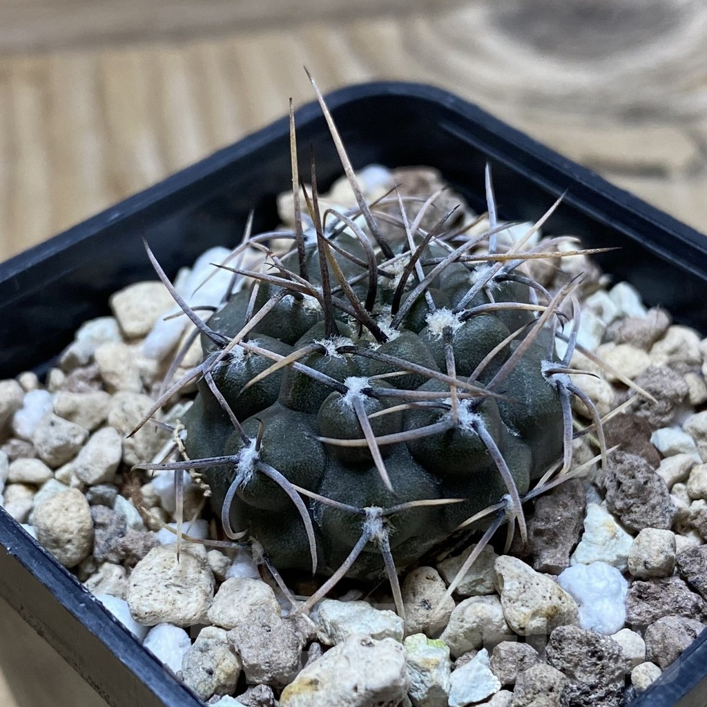 SH20285 Gymnocalycium moserianum - Image 2