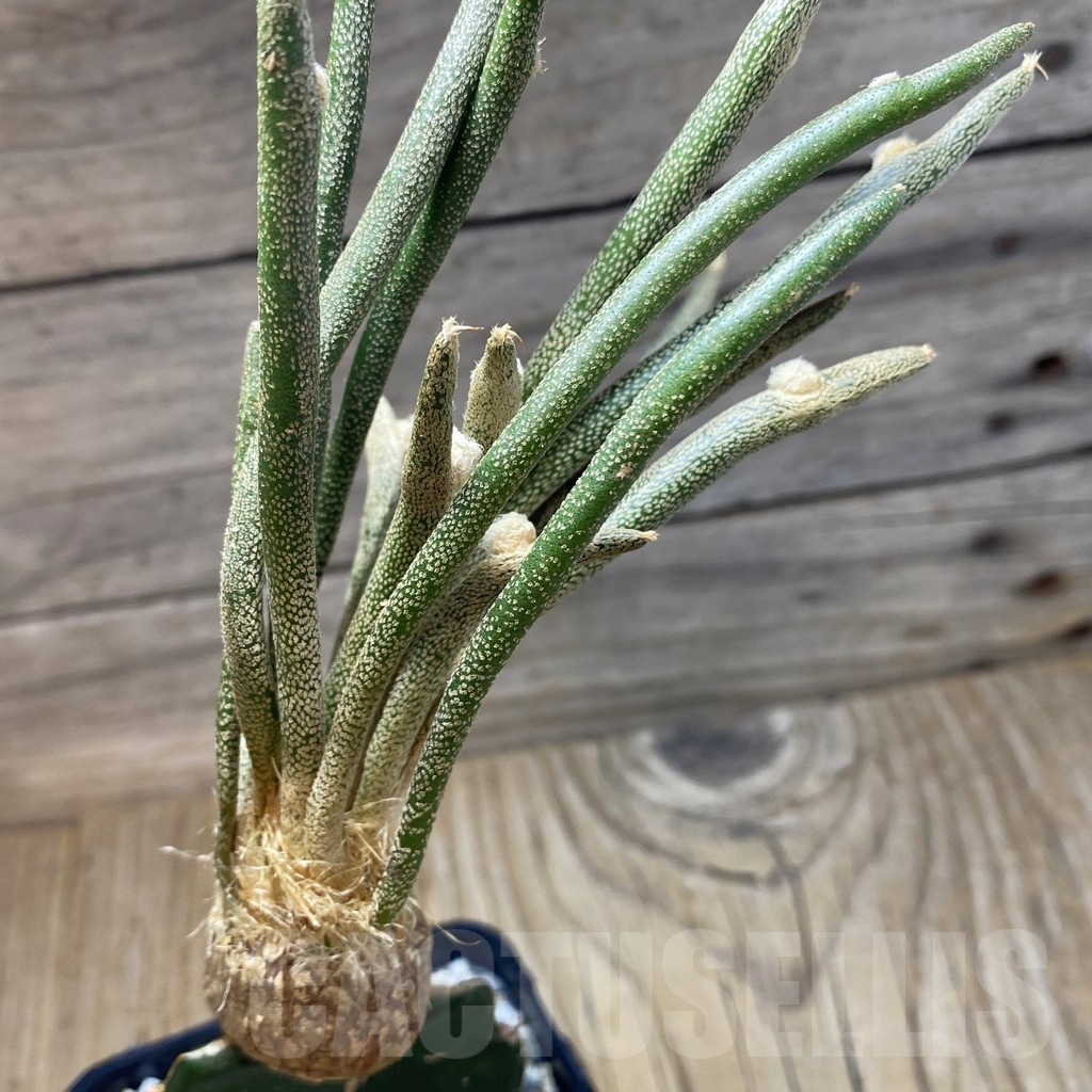 SH20295 Astrophytum caput-medusae, grafted