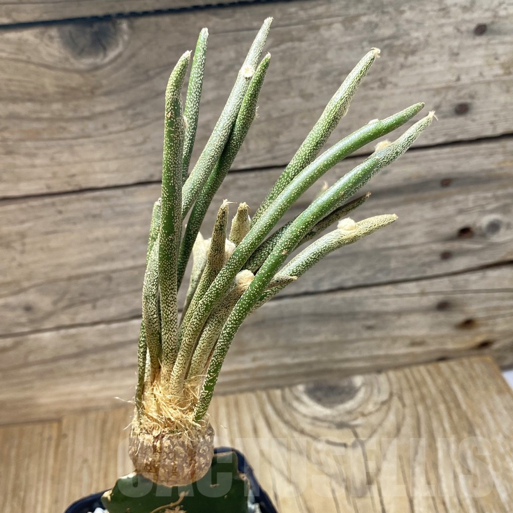 SH20295 Astrophytum caput-medusae, grafted - Image 2