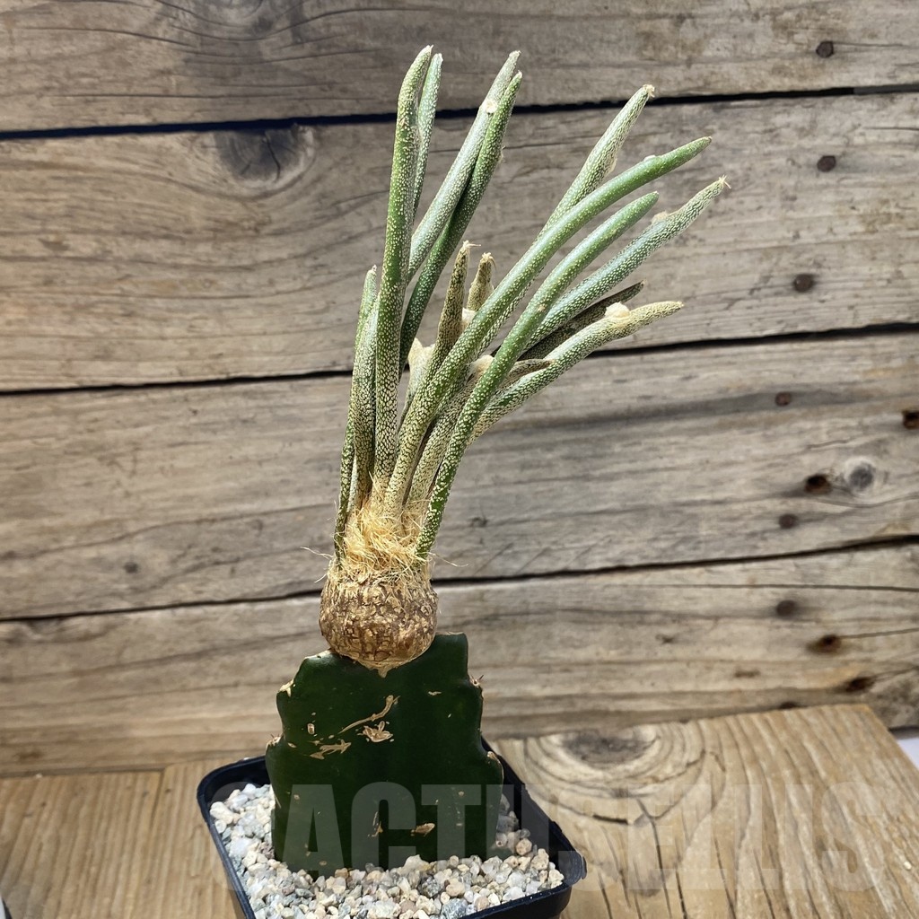SH20295 Astrophytum caput-medusae, grafted - Image 3