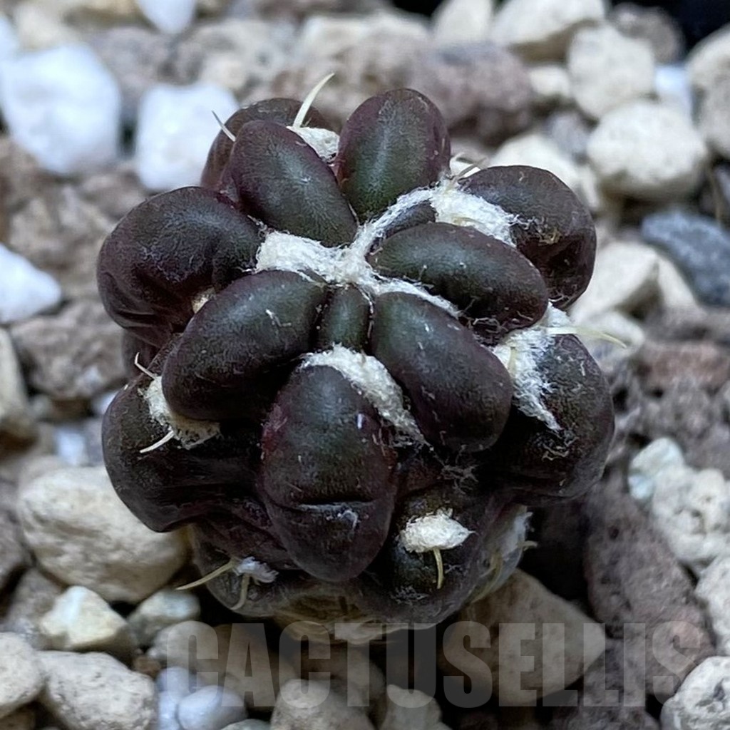 SH20297 Cintia knizei KK 1768
