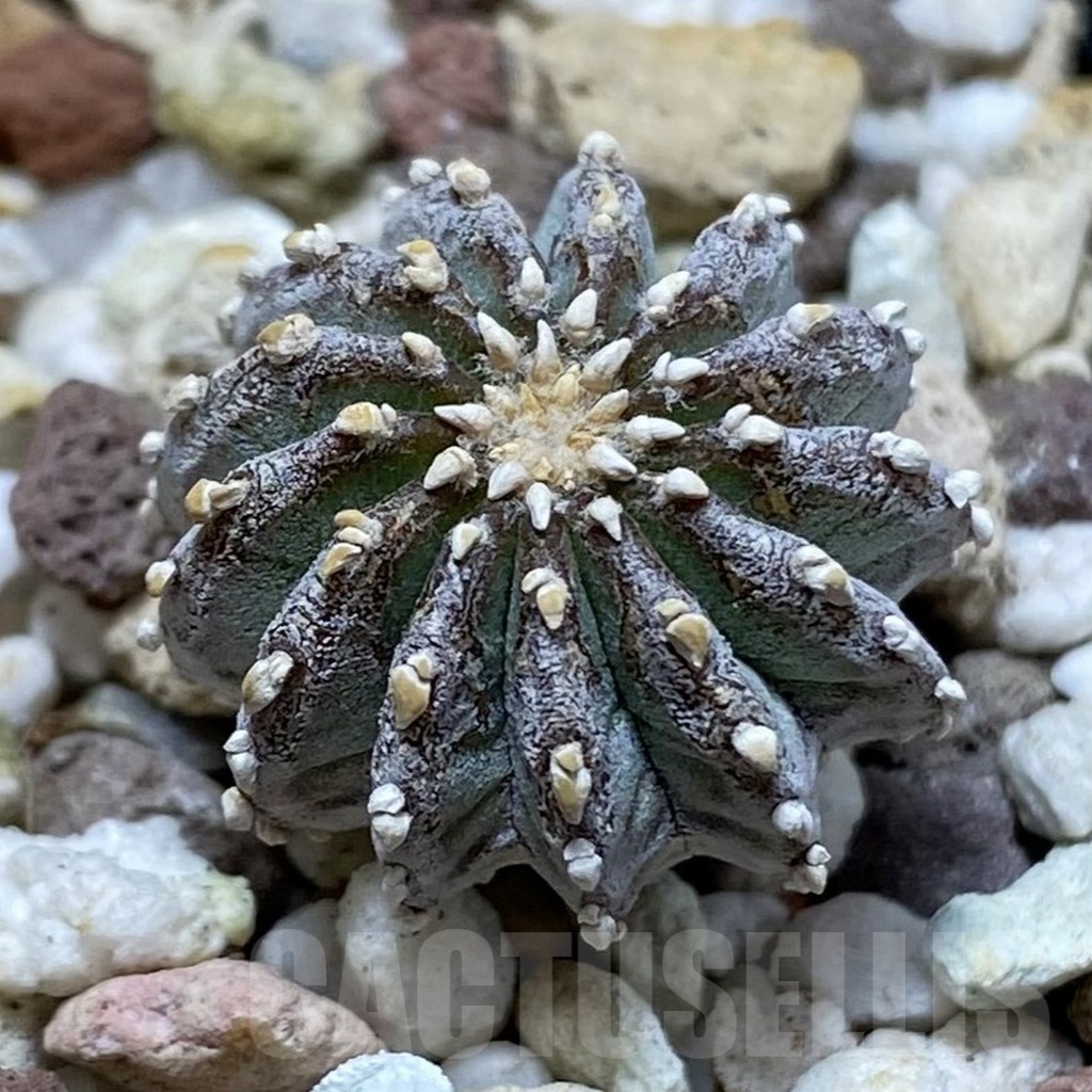 SH20299 Geohintonia neomexicana, seedling