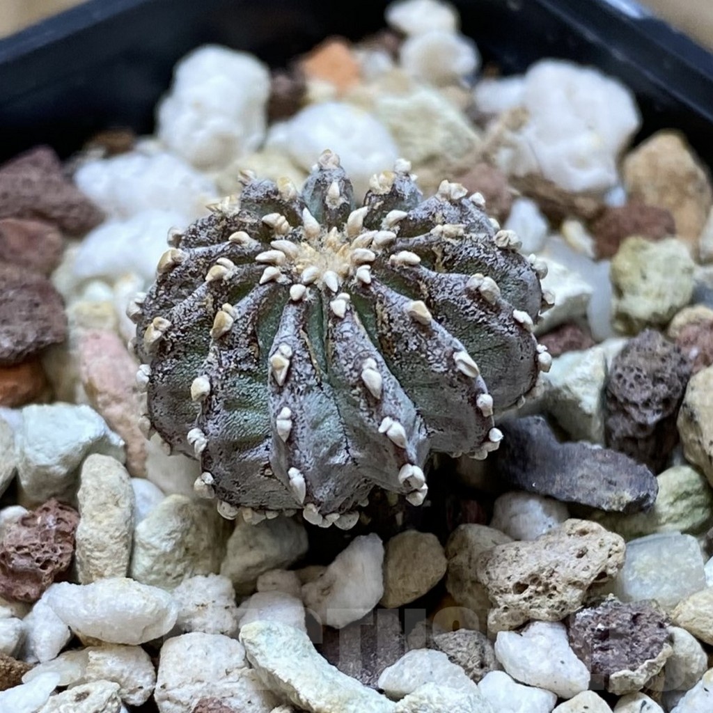 SH20299 Geohintonia neomexicana, seedling - Image 2