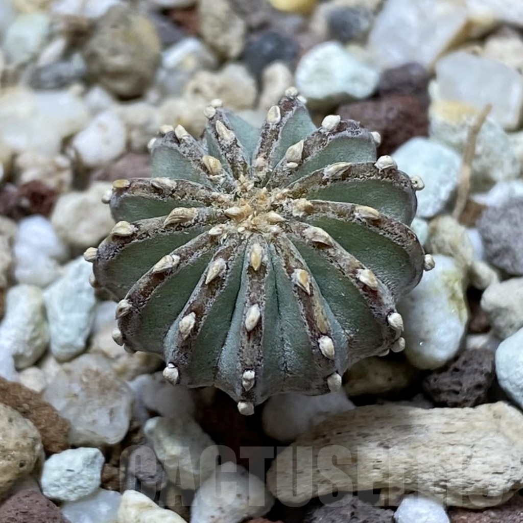 SH20300 Geohintonia neomexicana, seedling