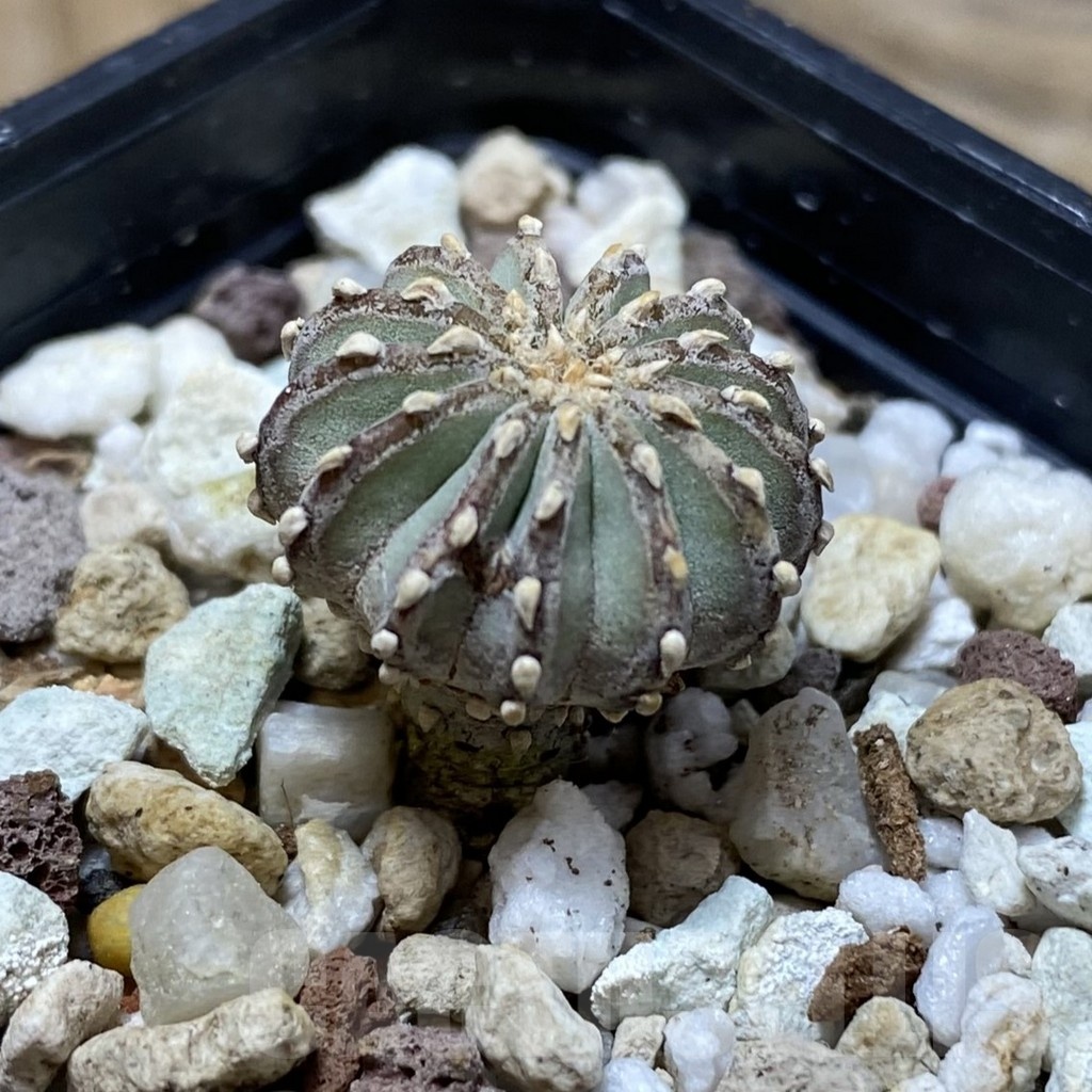 SH20300 Geohintonia neomexicana, seedling - Image 2