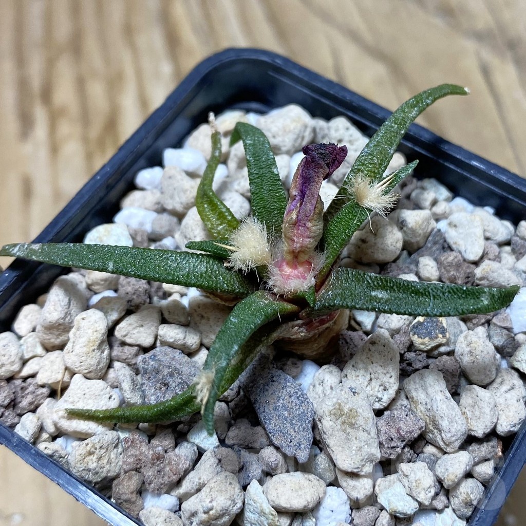 SH20302 Ariocarpus agavoides