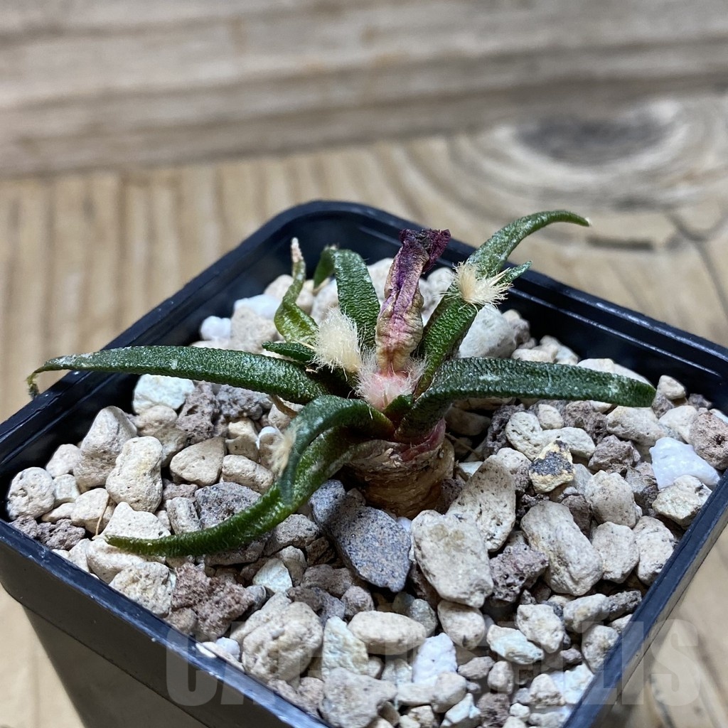 SH20302 Ariocarpus agavoides - Image 2