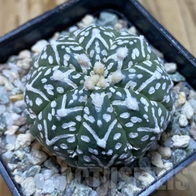 SH20488 Astrophytum asterias ‘Super Kabuto’ V-type f. nudum