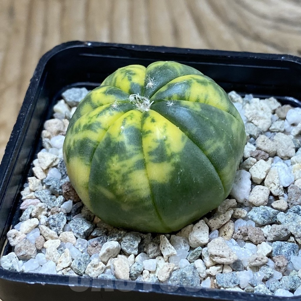 SH20493 Astrophytum asterias f. variegata - Image 2