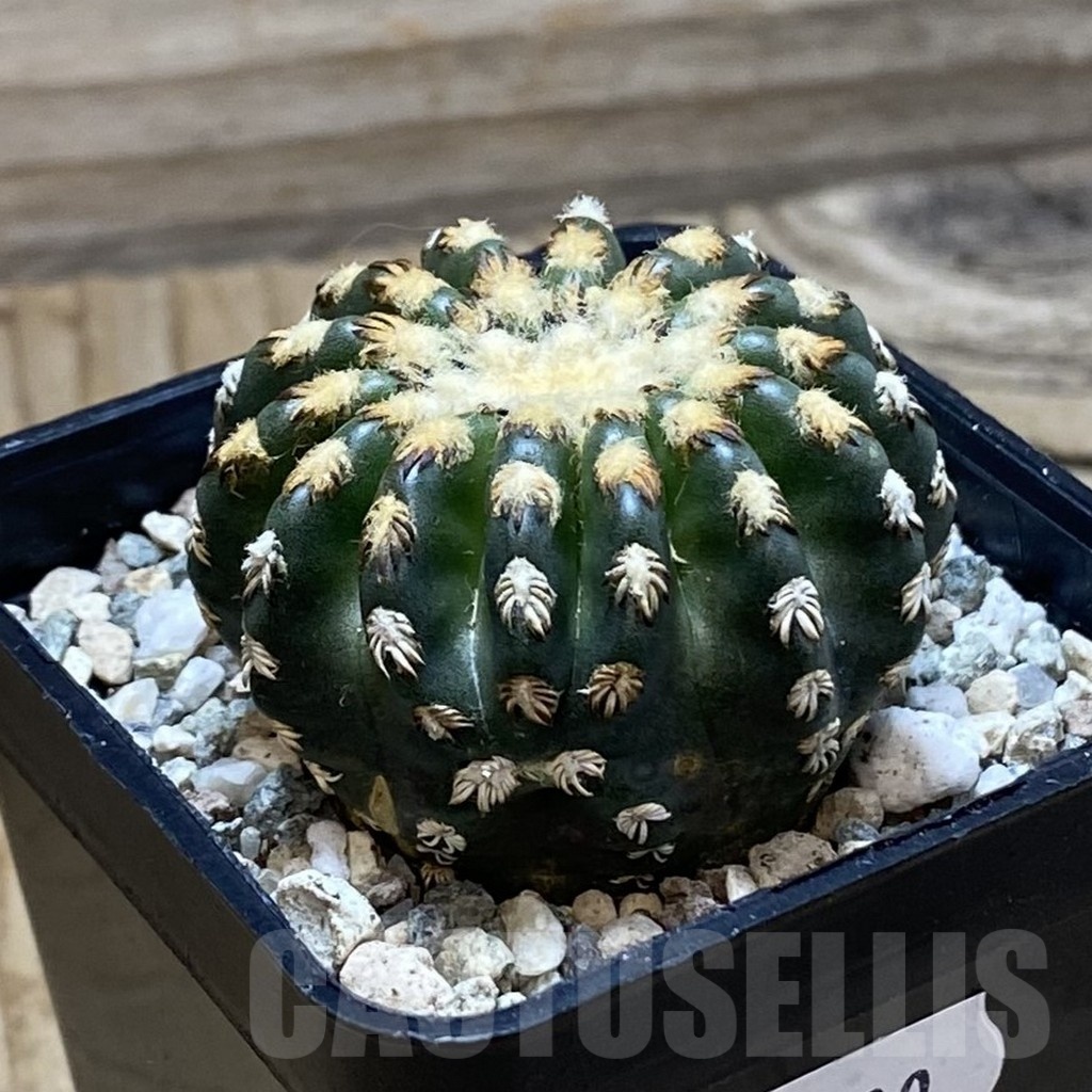 SH20500 Discocactus horstii - Image 2