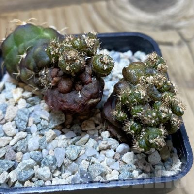 SH20506 Gymnocalycium mihanovichii ‘Cauliflower Coral’