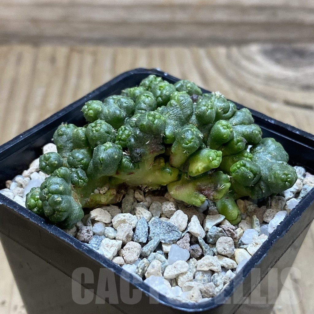 SH20510 Coryphantha elephantidens f. monstrosa - Image 2