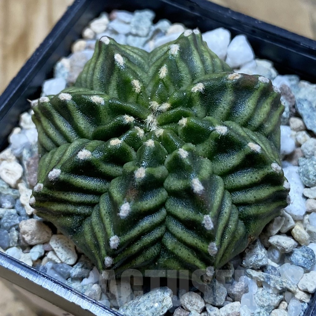 SH20512 Gymnocalycium mihanovichii ‘Kanomchan’