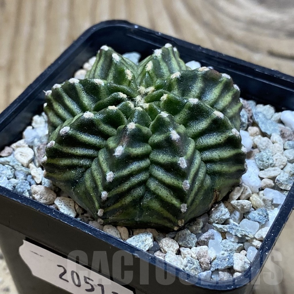 SH20512 Gymnocalycium mihanovichii ‘Kanomchan’ - Image 2