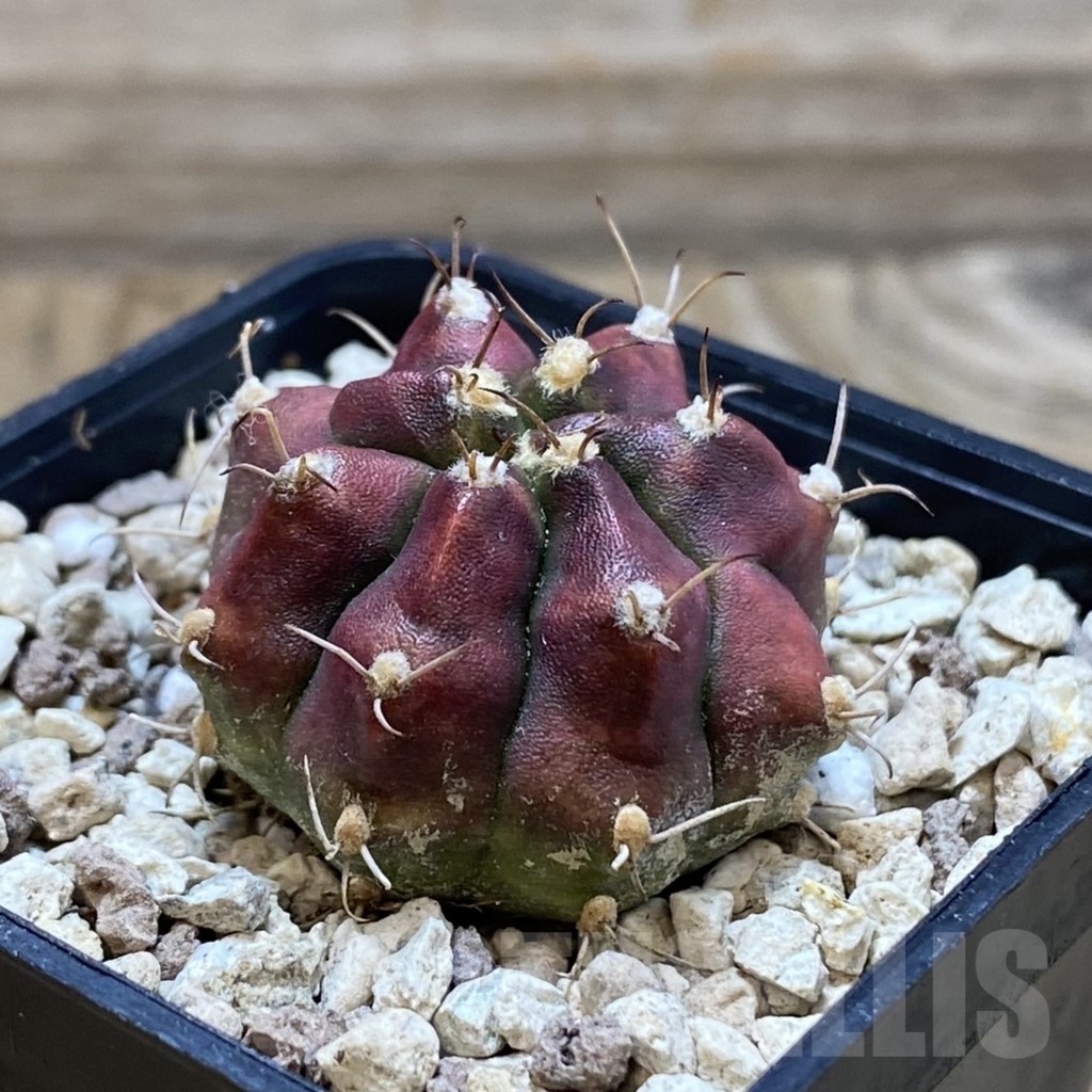 SH20515 Gymnocalycium mihanovichii 'Deadpool' - Image 2
