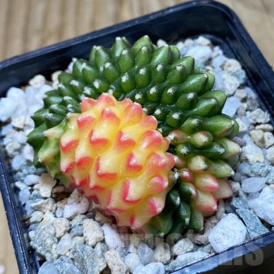 SH20521 Gymnocalycium mihanovichii ‘inermis’ cristata f. variegata
