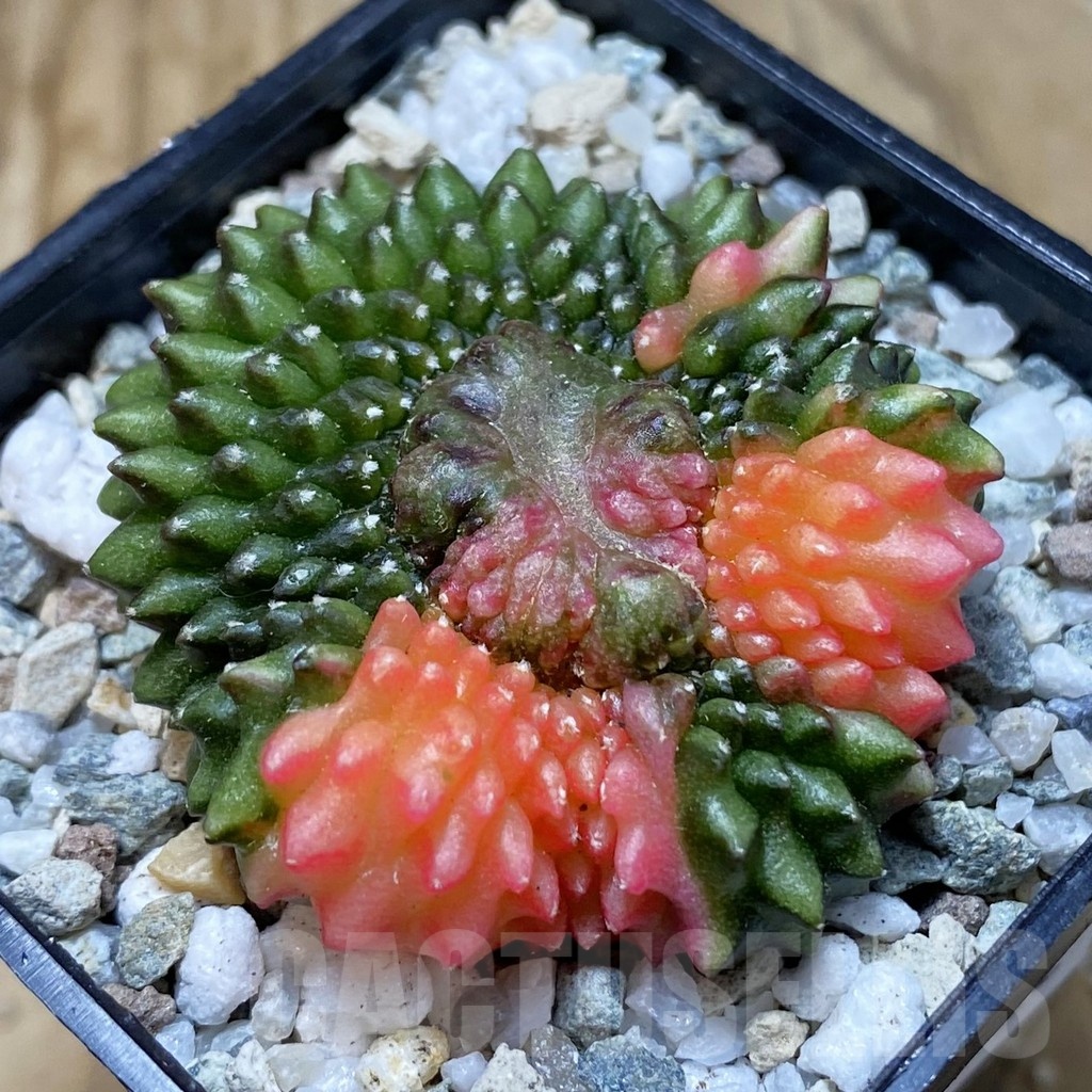 SH20522 Gymnocalycium mihanovichii ‘inermis’ f. variegata