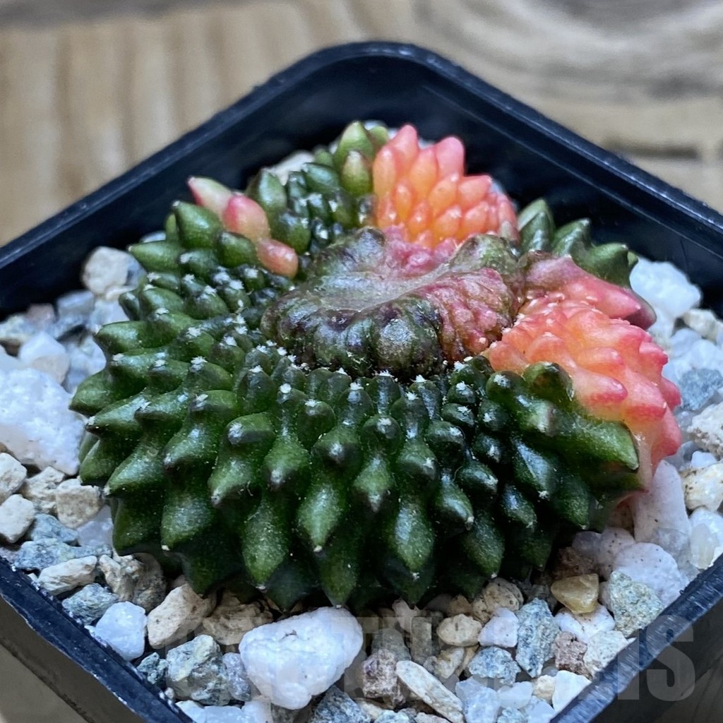 SH20522 Gymnocalycium mihanovichii ‘inermis’ f. variegata - Image 2