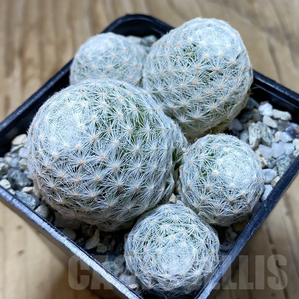 SH20462 Mammillaria humboldtii v. caespitosa