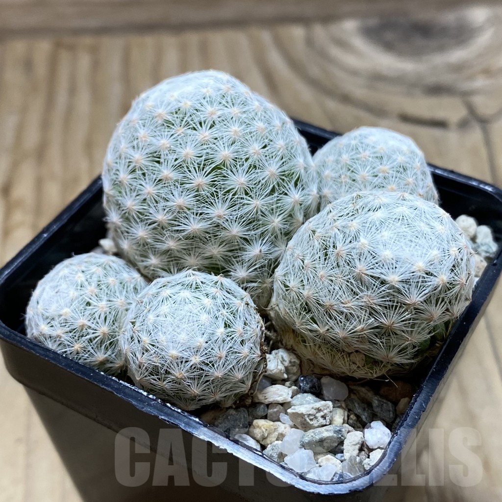 SH20462 Mammillaria humboldtii v. caespitosa - Image 2