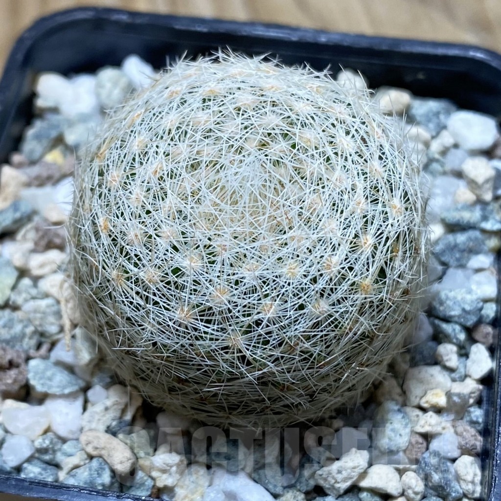 SH20463 Mammillaria lenta