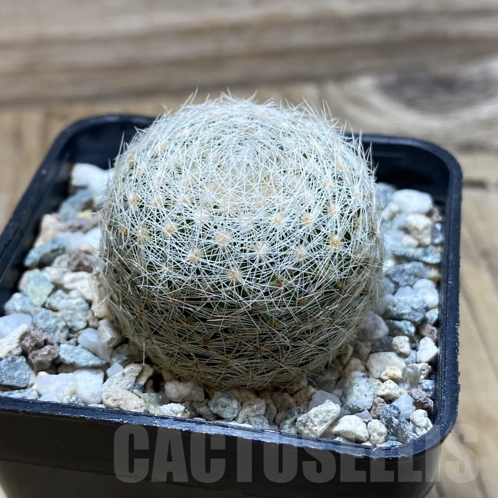 SH20463 Mammillaria lenta - Image 2