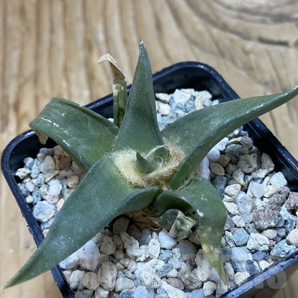 SH20473 Ariocarpus trigonus, own roots