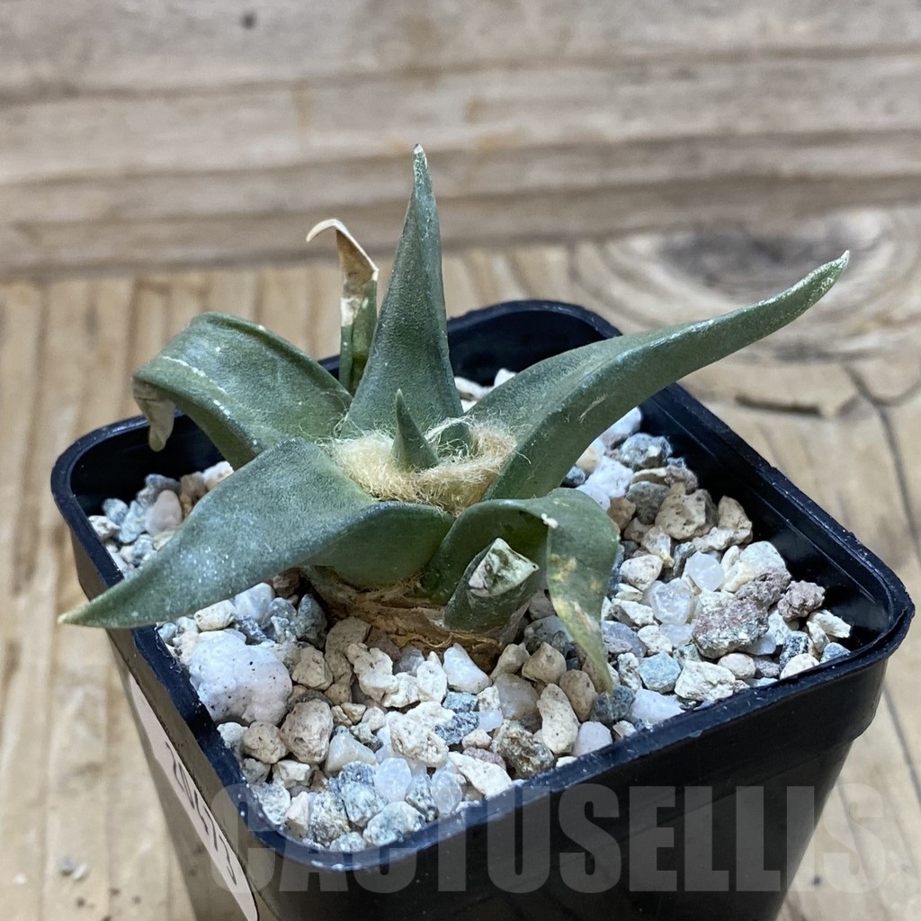 SH20473 Ariocarpus trigonus, own roots - Image 2
