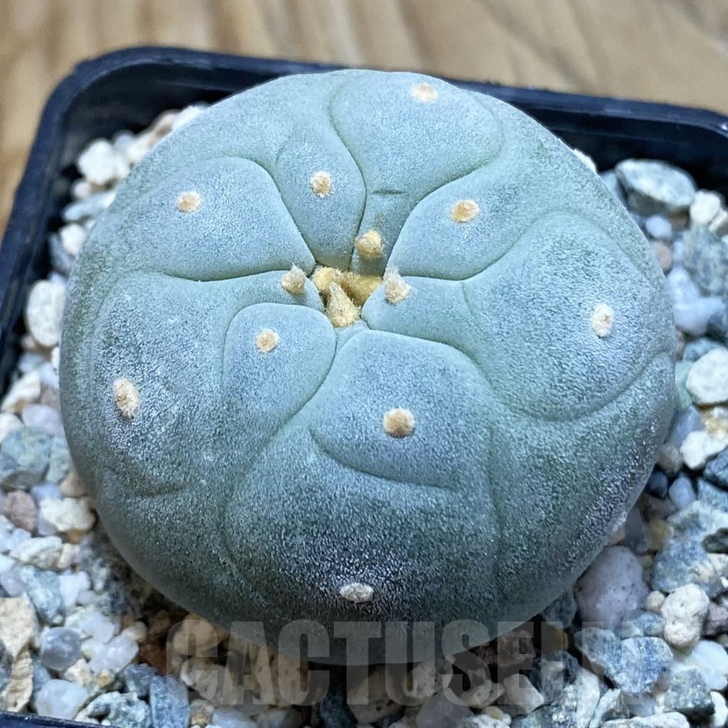SH20475 Anhalonium frichii