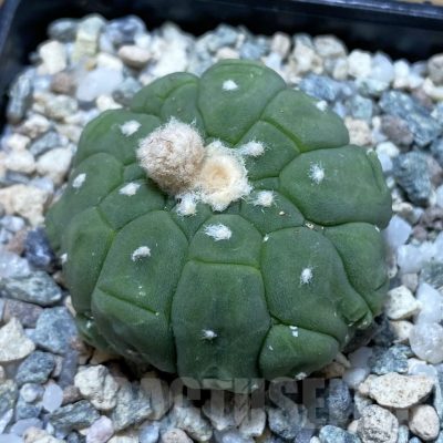 SH20478 Astrophytum asterias ‘Kikko Lizard Skin’