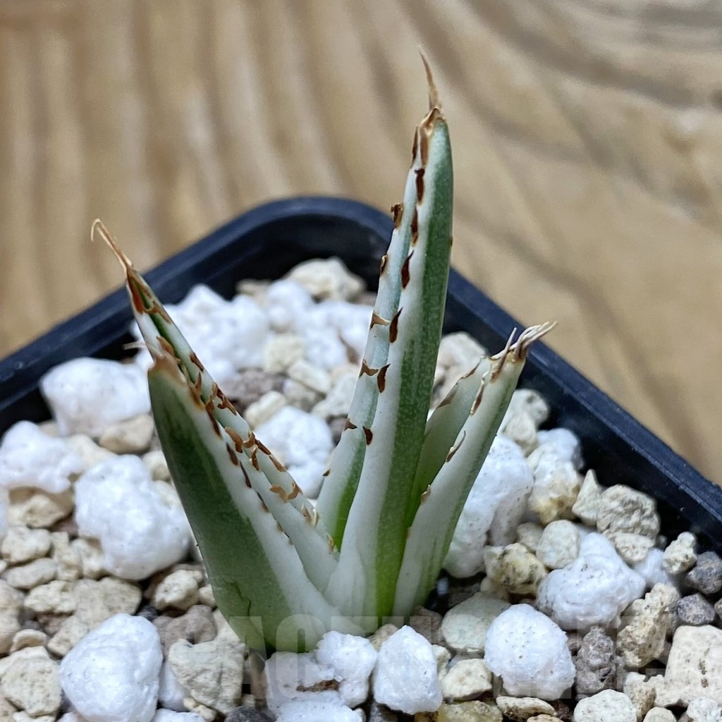 SH20455 Agave victoriae-reginae 'White Rhino'