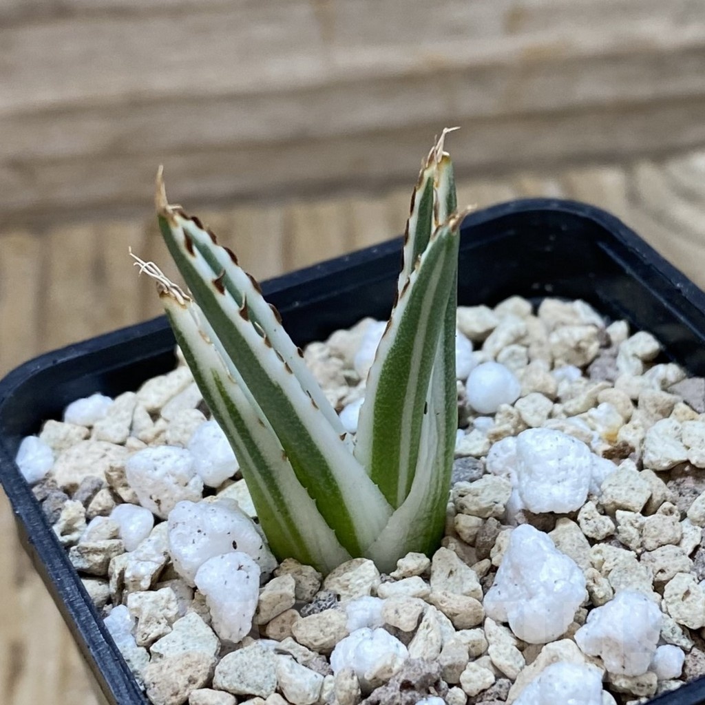 SH20455 Agave victoriae-reginae 'White Rhino' - Image 2