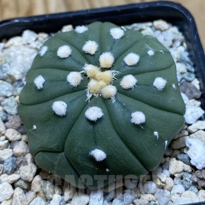 SH20483 Astrophytum asterias f. multicostatum
