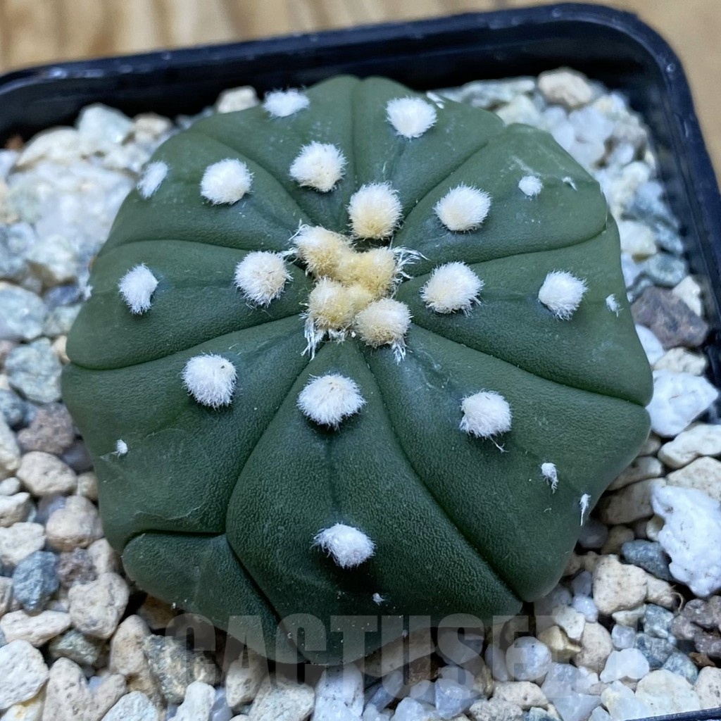 SH20483 Astrophytum asterias f. multicostatum